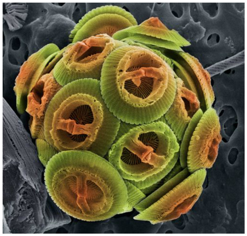 Это та самая микроскопическая водоросль, которая дает нам бОльшую часть кислорода