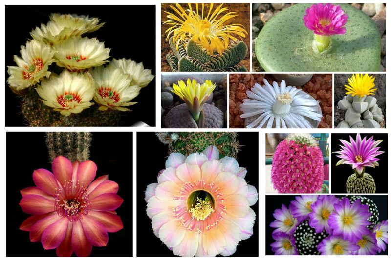 На Земле существует свыше 2,5 тысяч видов кактусов.  