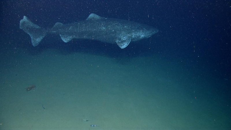 Гренландская акула - самое долгоживущее животное на планете