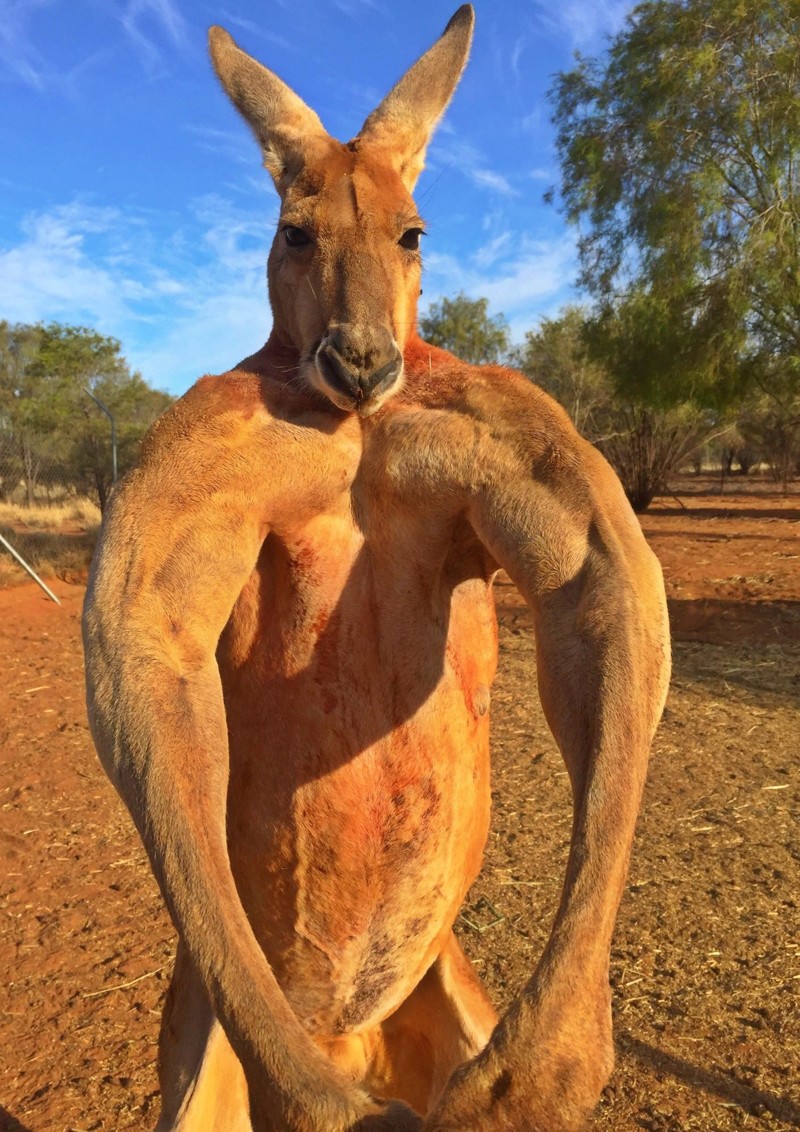 Роджер мускулистый кенгуру