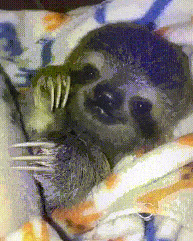 Новорожденный ленивец