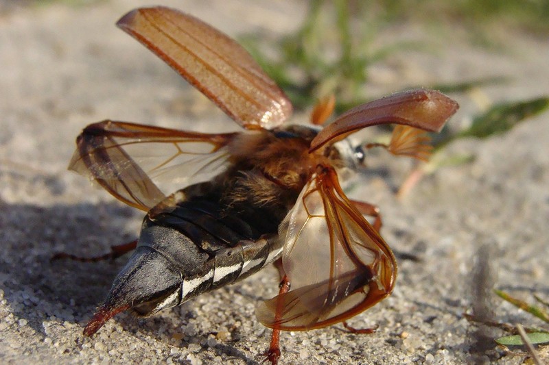 Знакомые незнакомцы - майский жук
