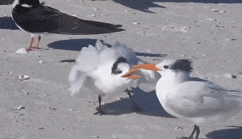 Птицы тоже выясняют отношения