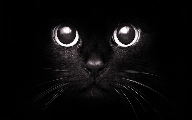 Черный кот: от любви до ненависти 