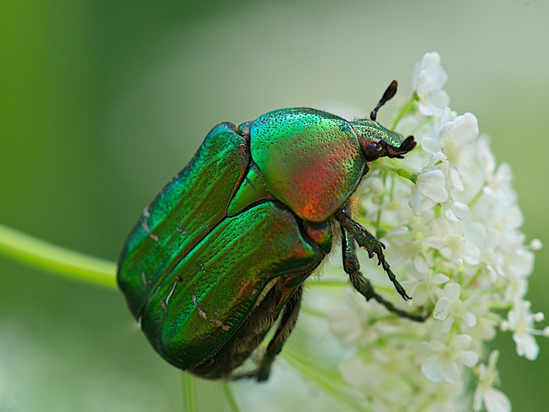 Зеленый жук бронзовка