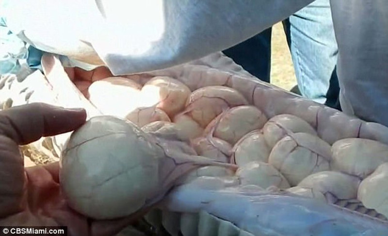 Американец голыми руками поймал 5-метрового питона с 78 яйцами