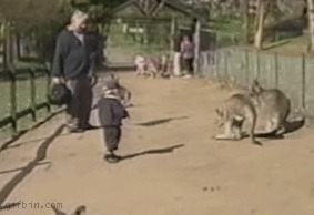 Кажется, этот кенгуру не хочет быть в детской компании   