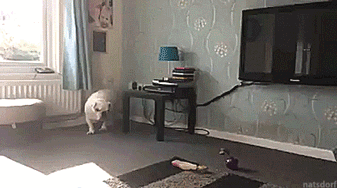 Слишком толстый 