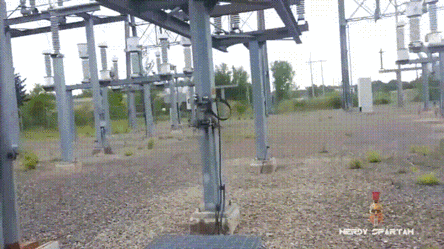 Самое неожиданное место для гнезда