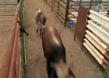 Выражение "бык в посудной лавке" явно не про них