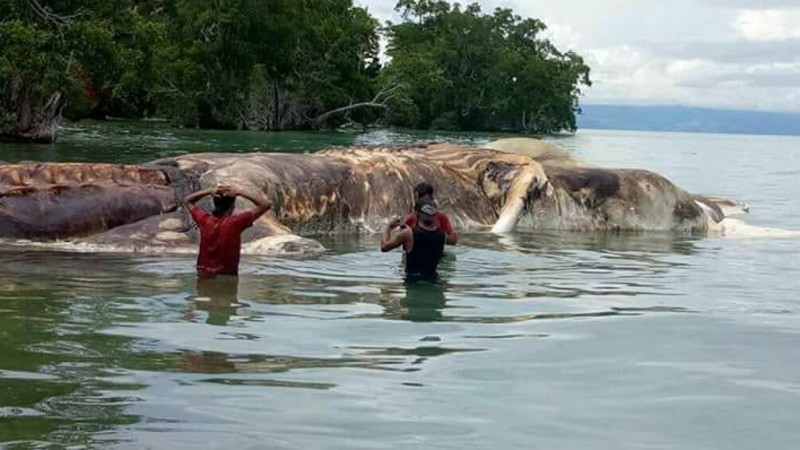 На берег Индонезии выбросило тушу таинственного существа