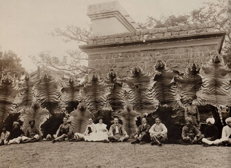 После охоты на тигров, Индия, 1900-е.