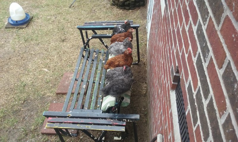 Курицы на скамейке 