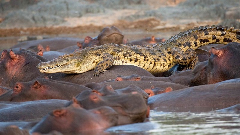 Крокодилы съели священника, демонстрировавшего, как Иисус ходил по воде