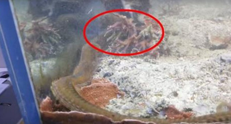 Вот что мужчина обнаружил в аквариуме, который не чистили два года