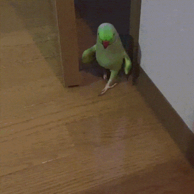 Ох уж эта походка