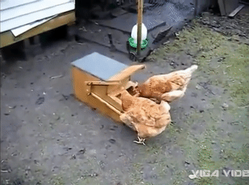 Хитрая кормушка