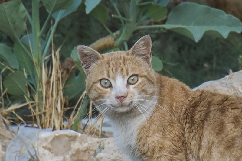 Возможно, это самый смешной кот, которого я когда-либо видел