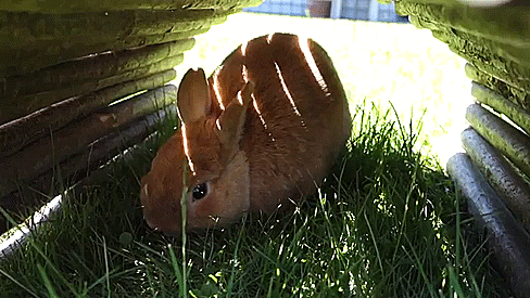 "Здесь и отдохну"