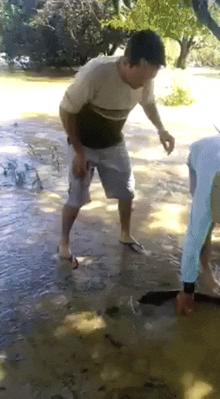 Электрический угорь