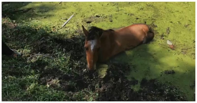 Спасение лошади,  намертво застрявшей в густой грязи