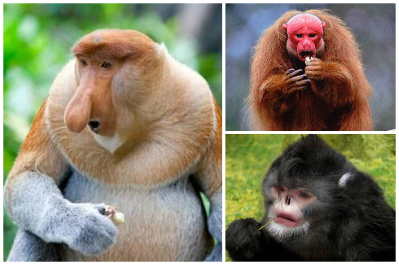 Вопреки распространённому стереотипу, многие виды обезьян бананы не едят.