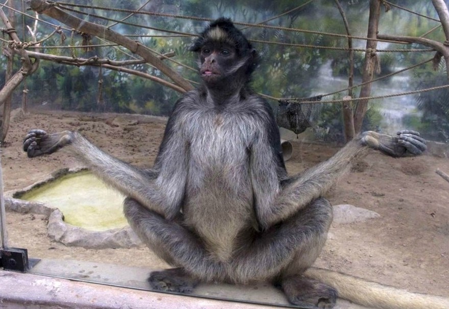 Самцы суматранских орангутангов  могут задерживать период окончательного полового созревания, когда формируются внешние вторичные половые признаки, на срок более десяти лет, чтобы набраться сил и свергнуть вожака монополизировавшего всех самок