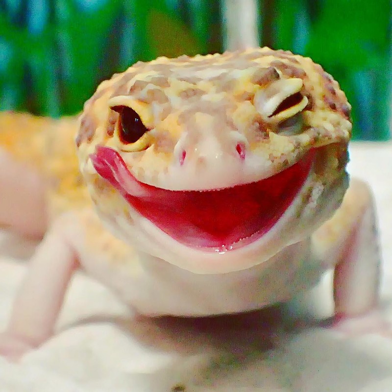 Фотографии с улыбающимся гекконом и его маленькой копией скрасят ваш день