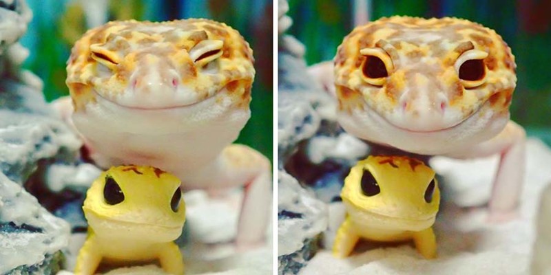 Фотографии с улыбающимся гекконом и его маленькой копией скрасят ваш день