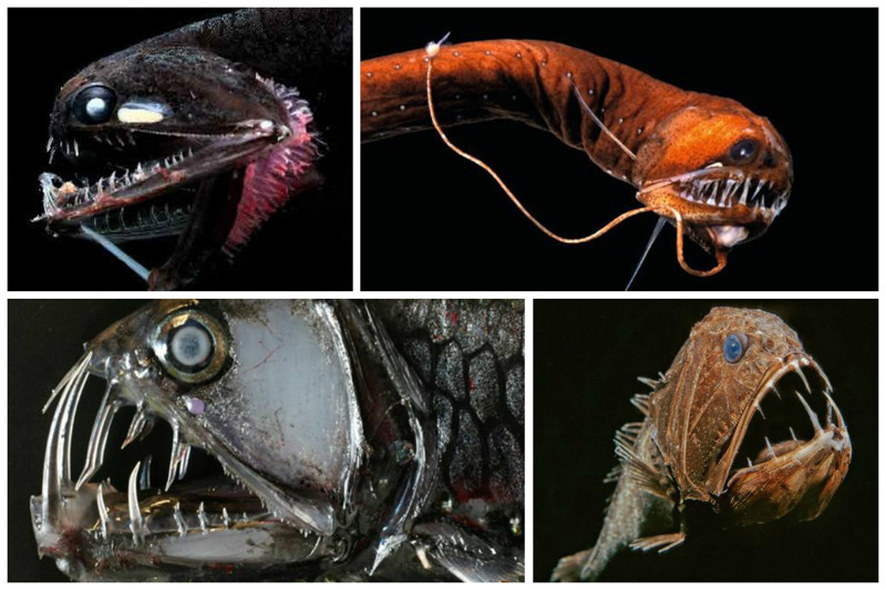 Главная задача глубоководных рыб, живущих в кромешной тьме найти и удержать добычу. Их  глаза и зубы им в помощь