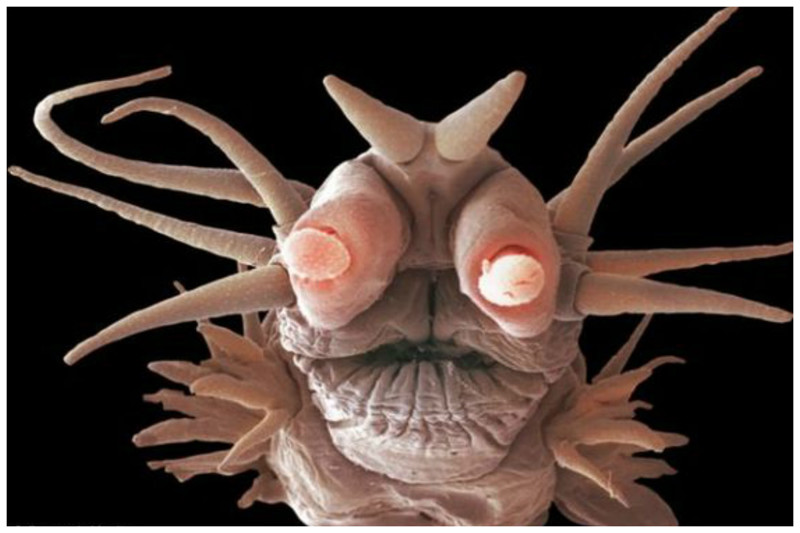 Глубоководный морской червь