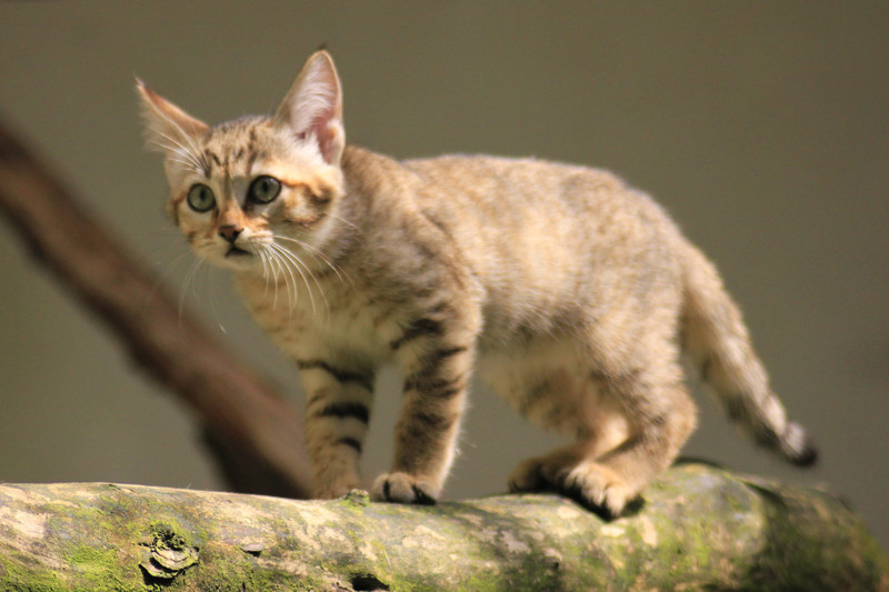 Вот она прародительница всех домашних кошаков - Felis sylvestris lybica, она же степная кошка.