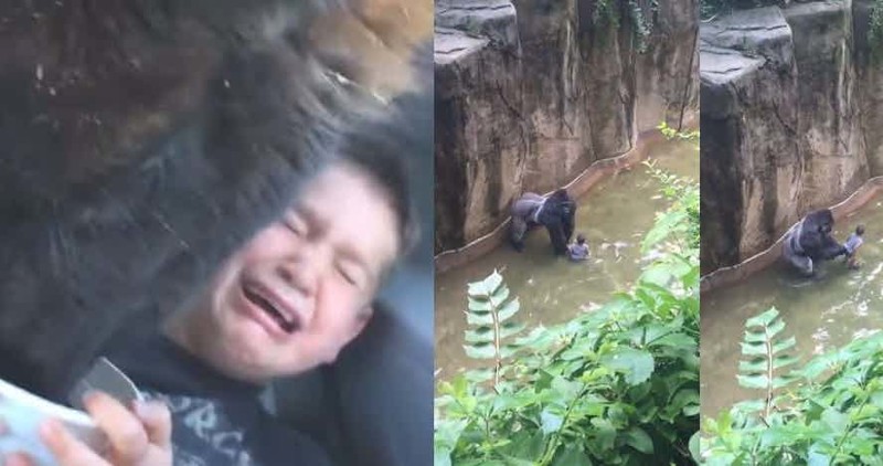 Дети в зоопарке: курьезы и трагедии