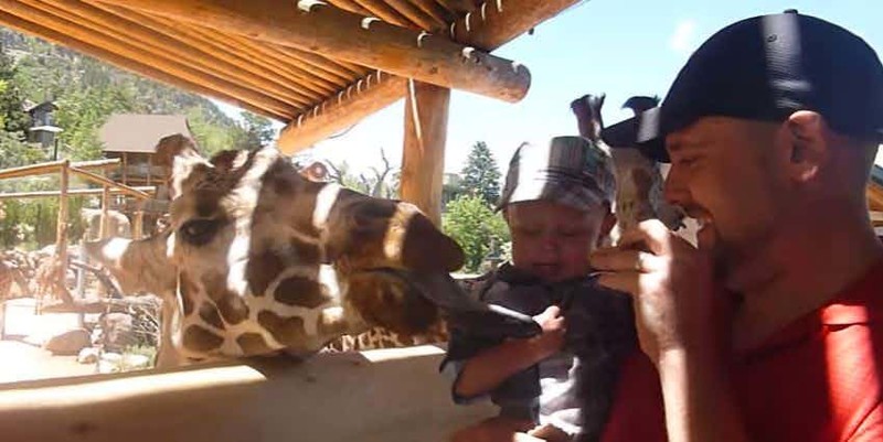 Жираф напугал малыша