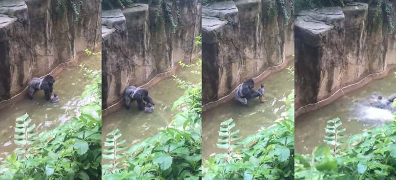 Самая известная история про ребенка, упавшего в вольер,  - это история про то, как зоопарке Цинциннати застрелили гориллу Харамбе