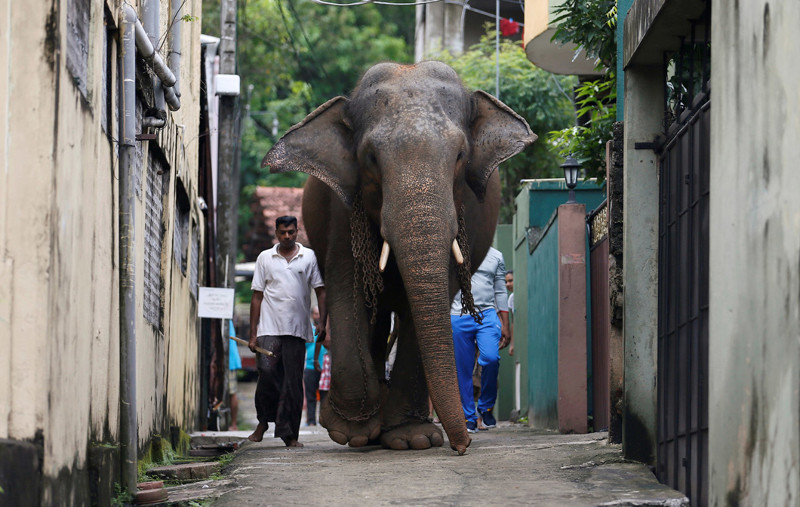 Хозяин и его большой слон в Коломбо, Шри-Ланка. (Фото Dinuka Liyanawatte | Reuters):