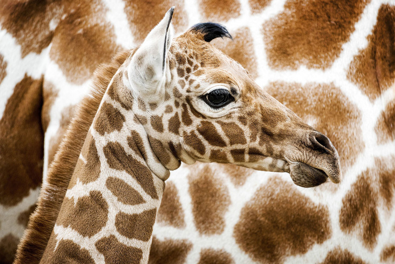 Новорожденный жираф на фоне своих родителей. (Фото Koen Van Weel):