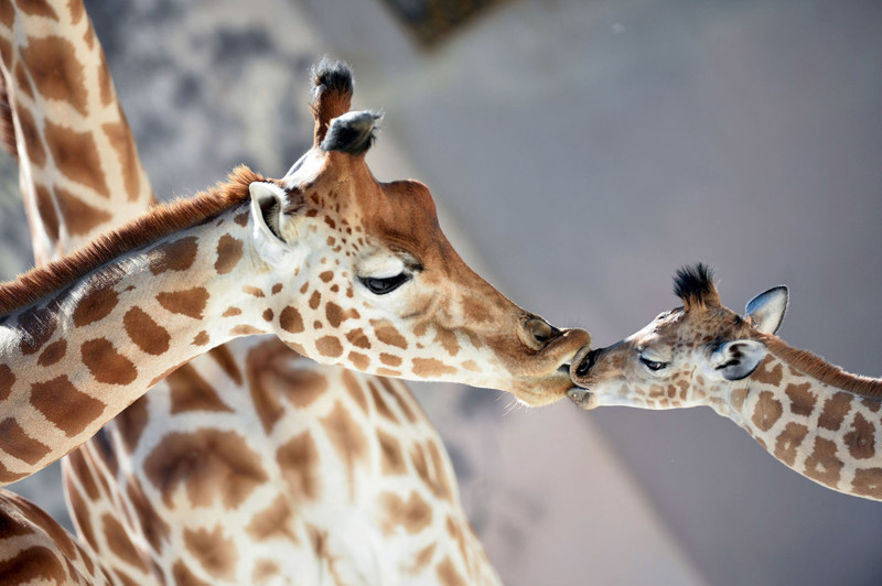Дочки-матери. Жирафы в зоопарке в Ла-Флеше, Франция. (Фото Jean-Francois Monier):