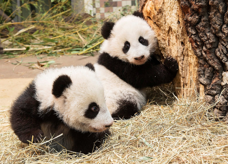 Мишки-панда .Фото Daniel Zupanc | Reuters | Schoenbrunn Zoo):