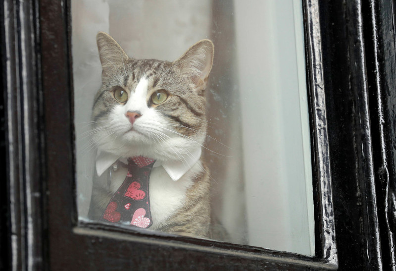 Кот в окне посольства Эквадора в Лондоне. (Фото Matt Dunham):