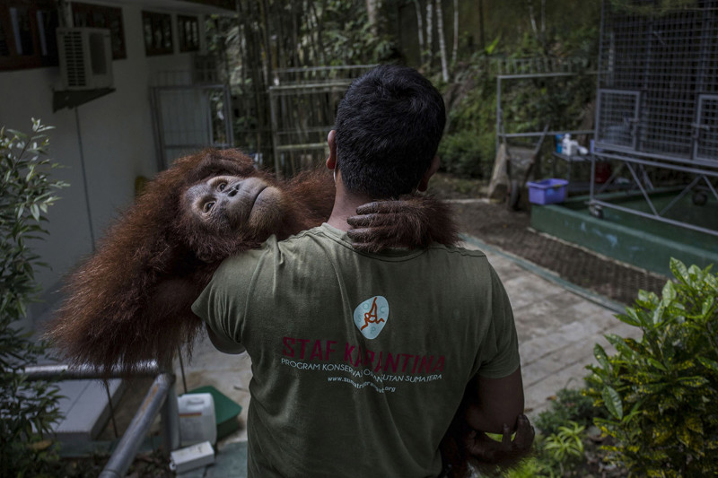 Орангутанг в реабилитационном центре на Суматре. Эти животные находятся здесь на грани исчезновения из-за вырубки лесов. (Фото Ulet Ifansasti):