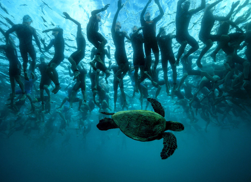 Зеленая морская черепаха на Гавайях. (Фото Donald Miralle):