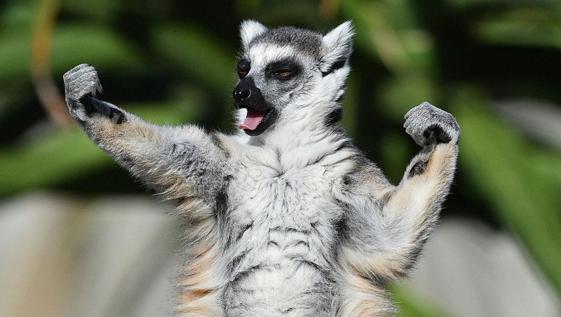 Лемур-каратист в зоопарке в Мельбурне. (Фото Julian Smith):