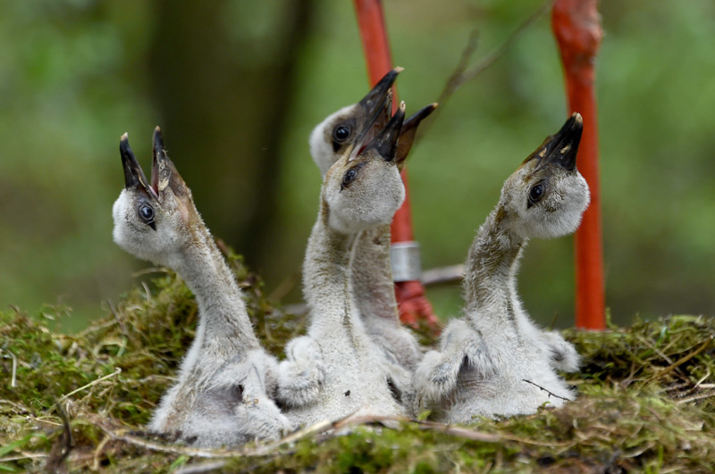 Есть хотим! Гнездо аистов в парке на севере Германии. (Фото Carsten Rehder):