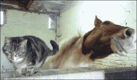 Коты — чертовски весёлые ребята Коты — чертовски весёлые ребята