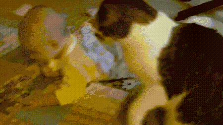 Коты — чертовски весёлые ребята Коты — чертовски весёлые ребята