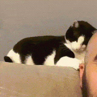 Коты — чертовски весёлые ребята Коты — чертовски весёлые ребята