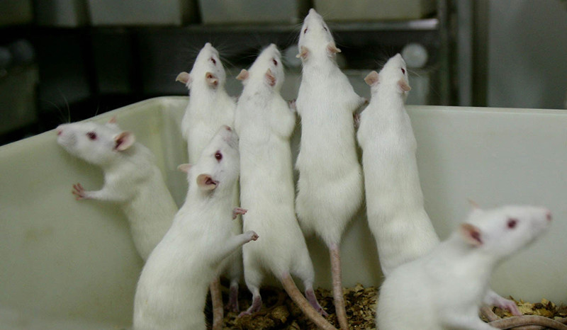 Для популяции мышей в рамках социального эксперимента создали райские условия: неограниченные запасы еды и питья, отсутствие хищников и болезней, достаточный простор для размножения. Однако в результате вся колония мышей вымерла. 