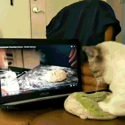 Кот учится готовить пирожки