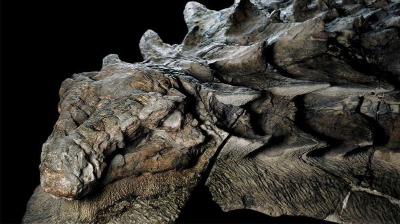 В Канаде показали прекрасно сохранившуюся мумию динозавра